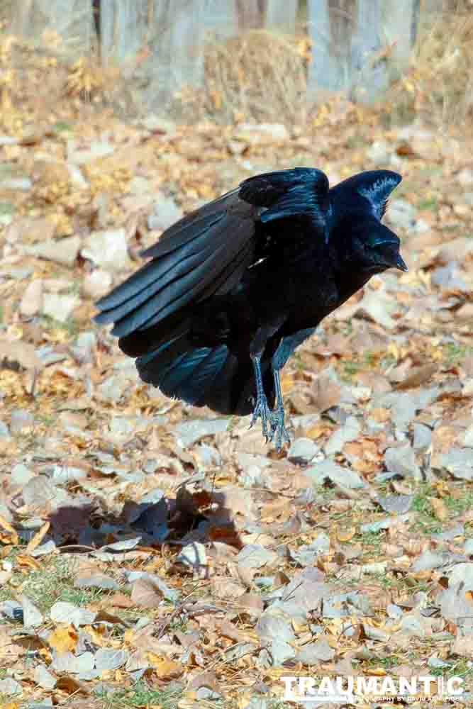 I have a love hate relationship with photographing crows.  They are usually out too early to get them in good light.  Things have changed.