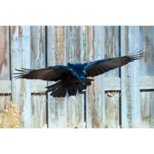 I have a love hate relationship with photographing crows.  They are usually out too early to get them in good light.  Things have changed.
