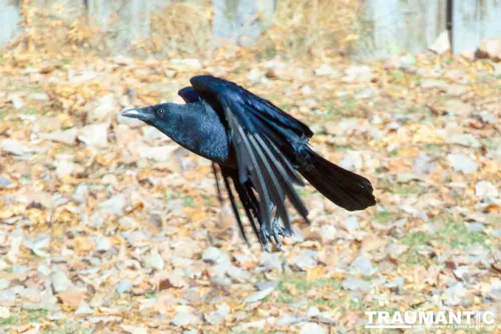 I have a love hate relationship with photographing crows.  They are usually out too early to get them in good light.  Things have changed.