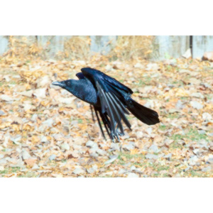 I have a love hate relationship with photographing crows.  They are usually out too early to get them in good light.  Things have changed.