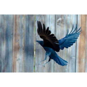 I have a love hate relationship with photographing crows.  They are usually out too early to get them in good light.  Things have changed.