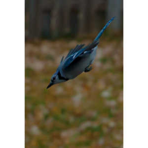 More Bluejays!  So many Bluejays!