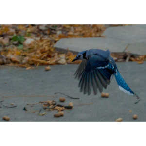 More Bluejays!  So many Bluejays!