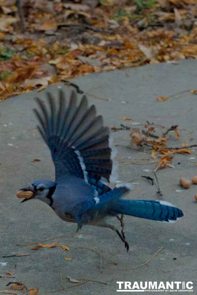 More Bluejays!  So many Bluejays!