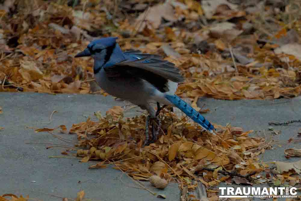More Bluejays!  So many Bluejays!