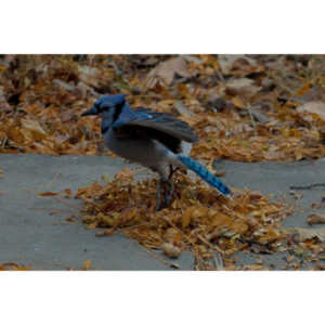 More Bluejays!  So many Bluejays!