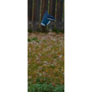 More Bluejays!  So many Bluejays!