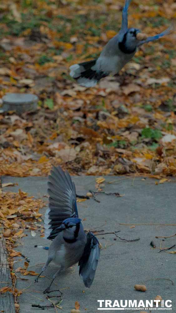 More Bluejays!  So many Bluejays!