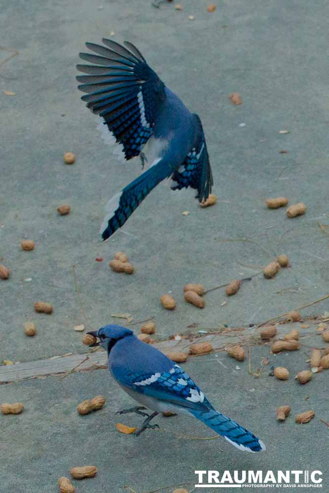 A good day of shooting pics of my blue friends.