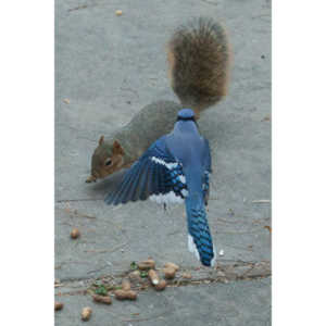 A good day of shooting pics of my blue friends.