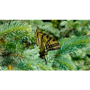 Another beauty that landed right next to me.  Love it!