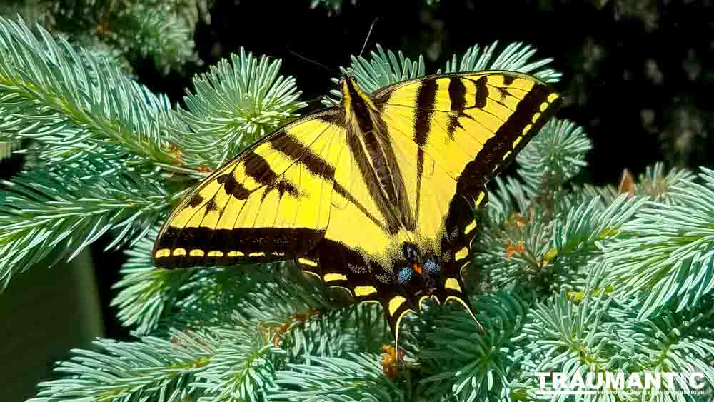 Another beauty that landed right next to me.  Love it!