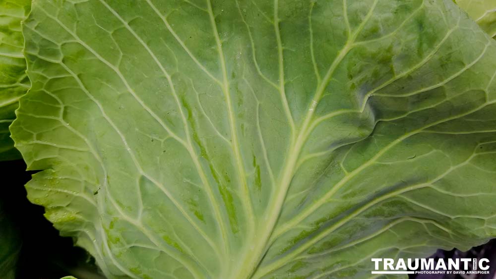 One of my many photo sessions as I wander through the supermarket with my wife.