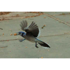 The crows were taking over the peanut harvest, so I spent a few minutes trying to capture them.