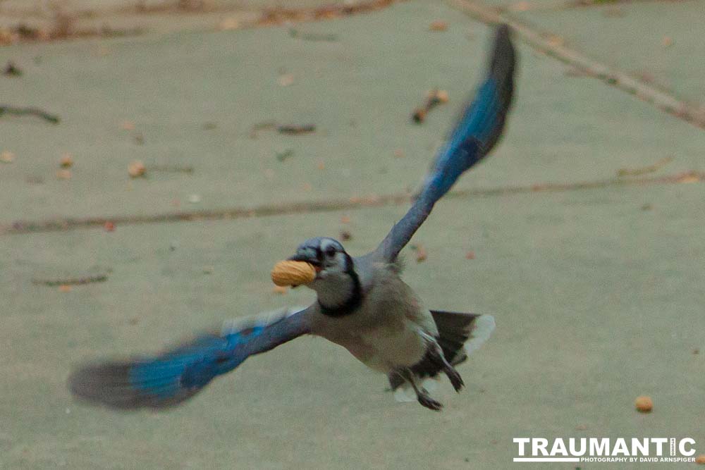 The crows were taking over the peanut harvest, so I spent a few minutes trying to capture them.