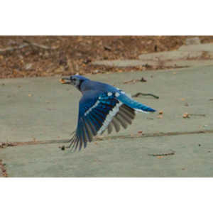 The crows were taking over the peanut harvest, so I spent a few minutes trying to capture them.