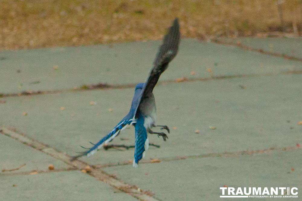 The crows were taking over the peanut harvest, so I spent a few minutes trying to capture them.