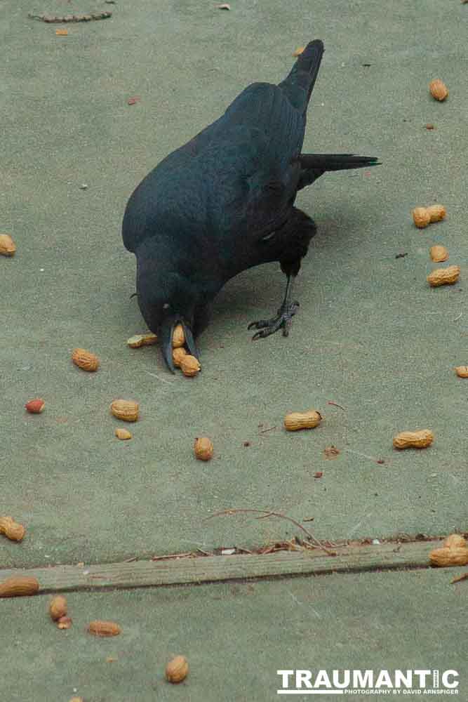 The crows were taking over the peanut harvest, so I spent a few minutes trying to capture them.