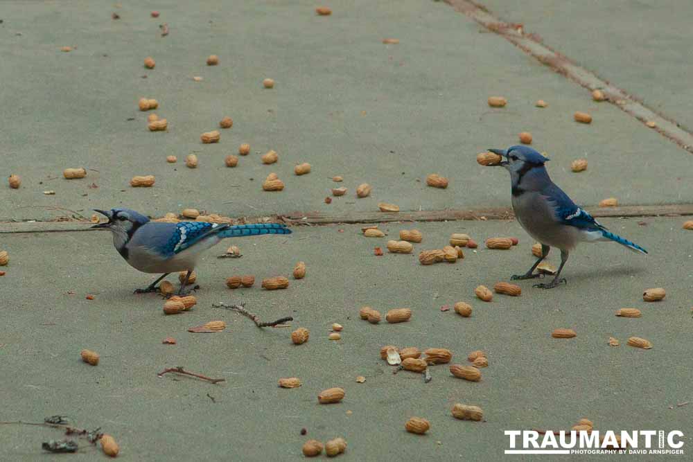 The crows were taking over the peanut harvest, so I spent a few minutes trying to capture them.