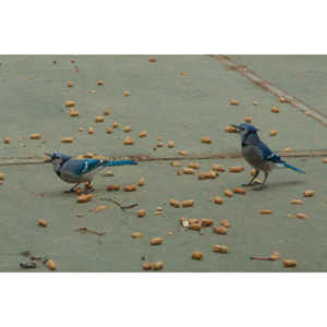 The crows were taking over the peanut harvest, so I spent a few minutes trying to capture them.