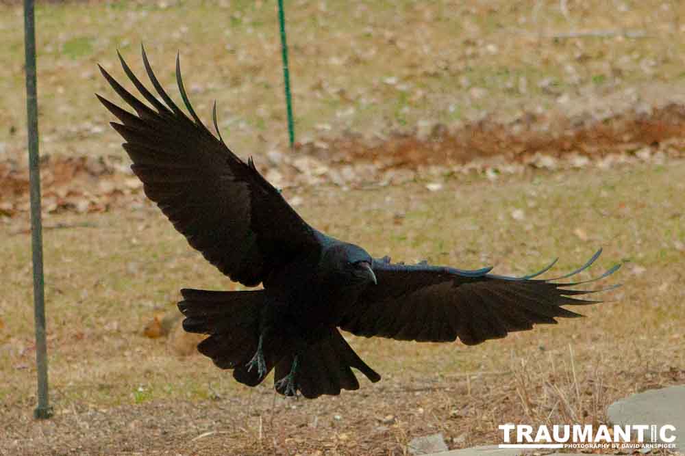 The crows were taking over the peanut harvest, so I spent a few minutes trying to capture them.