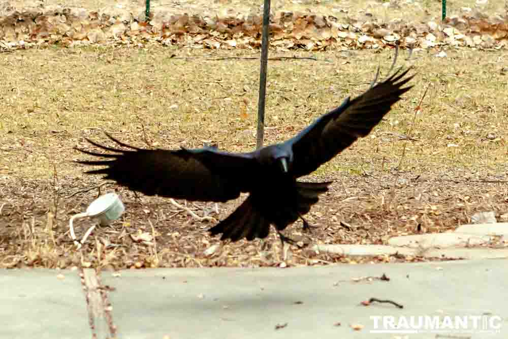 The crows were taking over the peanut harvest, so I spent a few minutes trying to capture them.