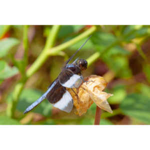 Jan noticed this little dragonfly in our garden and it posed for me for over 10 minutes.  It was great.
