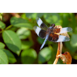 Jan noticed this little dragonfly in our garden and it posed for me for over 10 minutes.  It was great.