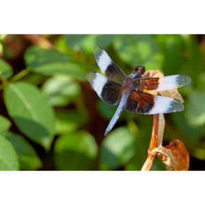 Jan noticed this little dragonfly in our garden and it posed for me for over 10 minutes.  It was great.