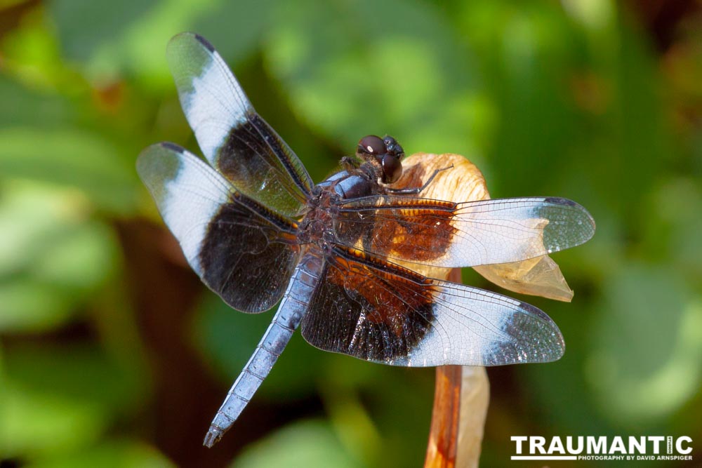 Jan noticed this little dragonfly in our garden and it posed for me for over 10 minutes.  It was great.