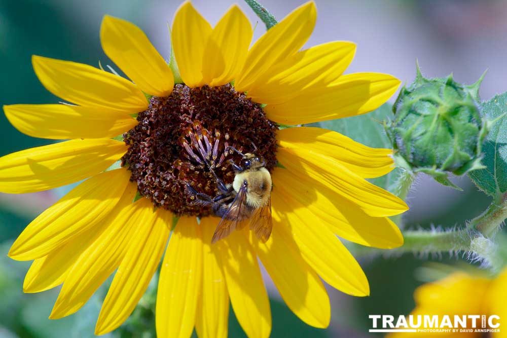 My neighbors have all the woderful sunflowers and these big furry bees live on them.  I love to try to capture shots of them.