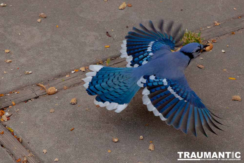 Some fun shots of the Bluejays that take over my backyard when peanuts are shared.