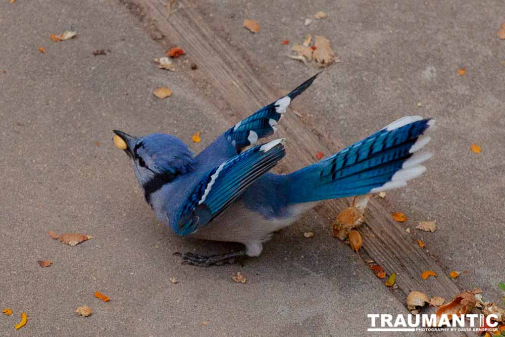 Some fun shots of the Bluejays that take over my backyard when peanuts are shared.