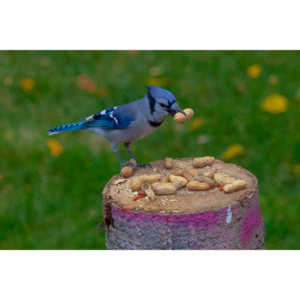 Some fun shots of the Bluejays that take over my backyard when peanuts are shared.