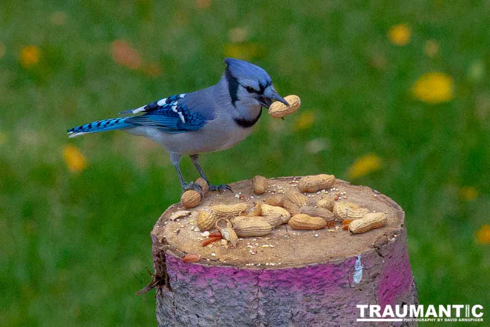 Some fun shots of the Bluejays that take over my backyard when peanuts are shared.