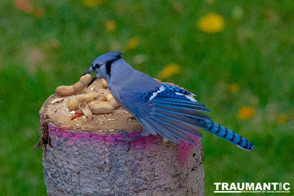 Some fun shots of the Bluejays that take over my backyard when peanuts are shared.