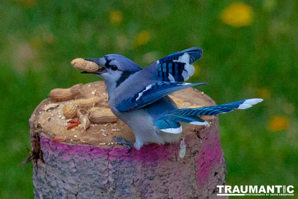 Some fun shots of the Bluejays that take over my backyard when peanuts are shared.