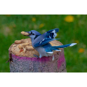 Some fun shots of the Bluejays that take over my backyard when peanuts are shared.